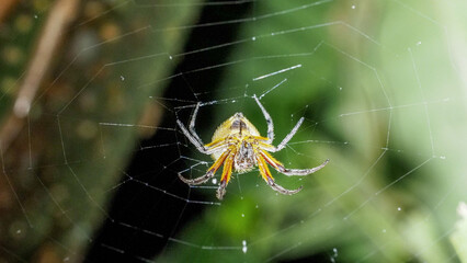 Orb-weaver Spider (Eriophora fuliginea) sitting in the center of its web at night, Costa Rica
