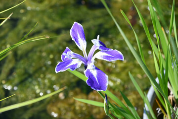 カキツバタ「舞孔雀」Iris lavigata 