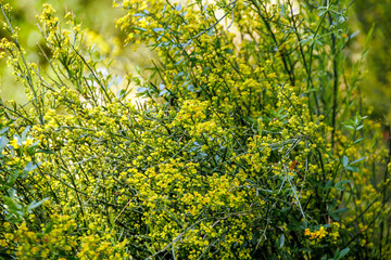 yellow bloom wild  plants in the forest in the spring 