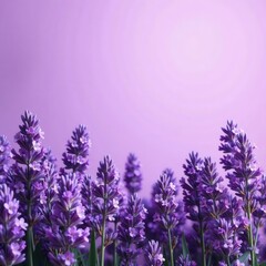Obraz premium Abundant lavender blossoms, soft violet background, light, bloom