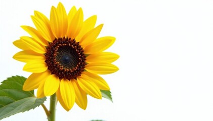 Obraz premium Large sunflower against pure white, showing fine details , specimen, seed, blossom