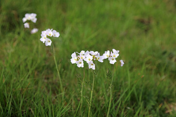 Cuckoo flower plant blooms, Derbyshire England
