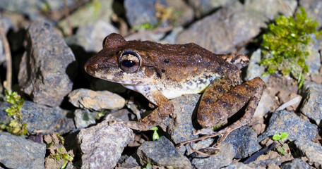 Brilliant Forest Frog Lithobates warszewitschii resting on rocks in tropical rainforest, Costa Rica