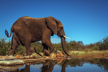 African bush elephant walking along waterhole in Kruger National park, South Africa ; Specie...