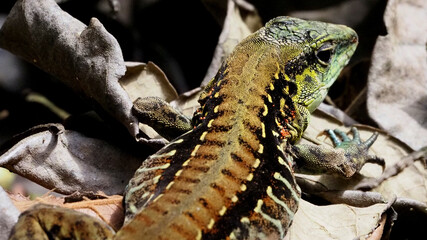 Central American Whiptail (Ameiva festiva) crawling over dry leaves on forest floor, Costa Rica