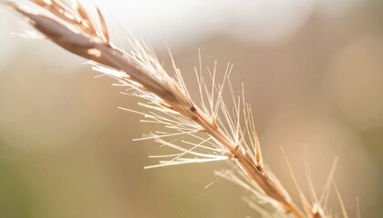 Delicate dried grass stalk open field nature photography soft light close-up view serenity and beauty