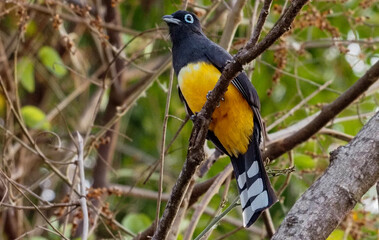 Black-headed Trogon (Trogon melanocephalus) perched on tree branch in tropical forest, Costa Rica