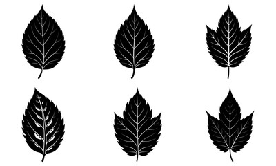Ash Leaf Silhouette vector illustration