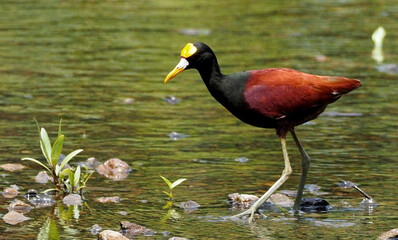 Northern Jacana (Jacana spinosa) walking in shallow water near riverbank in tropical wetlands, Costa Rica