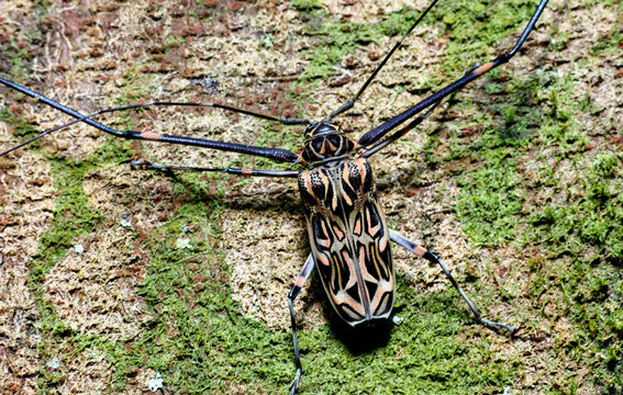 Harlequin Longhorn Beetle (Acrocinus longimanus) climbing mossy tree trunk in tropical rainforest, Costa Rica
