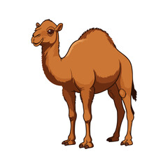 camel vector illustration on white background