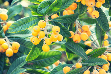 Eriobotrya japonica tree (medlar) with ripe orange fruits