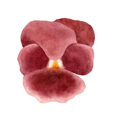 Watercolor Burgundy Flower with Soft Petals – Hand-Painted Botanical Illustration. Isolated on a transparent background