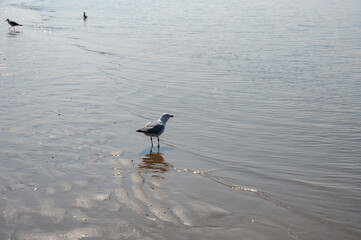 A seagull stands in the water of a sea