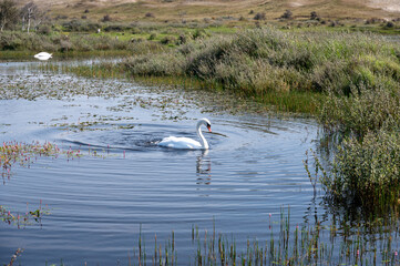A swan in the water of a small lake