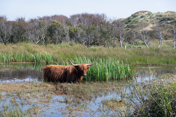 A Highland cattle stands in a small lake in a dune landscape