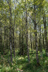 In the forest with green grass