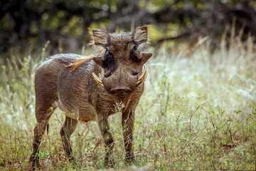 Common warthog standing front view in savannah in greater Kruger National park, South Africa ;...