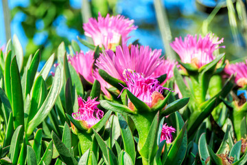 selective shot pink plant flowers in spring