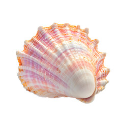 Obraz premium Close-up of a vibrant seashell with intricate patterns.