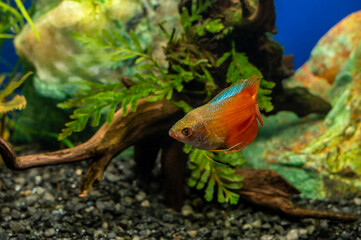 Aquarium fish lalius (Colisa lalia) of macropod family in freshwater tropical aquarium.	