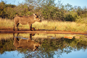 Common warthog standing along waterhole with group of oxpecker in greater Kruger National park, South Africa ; Specie Phacochoerus africanus family of Suidae