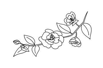 Elegant black and white floral branch with flowers and leaves isolated on white background