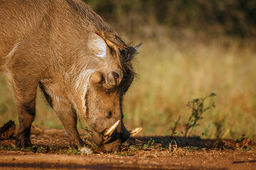 Common warthog portrait eating in greater Kruger National park, South Africa ; Specie Phacochoerus africanus family of Suidae