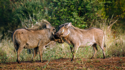 Two Common warthog fighting face to face in greater Kruger National park, South Africa ; Specie...