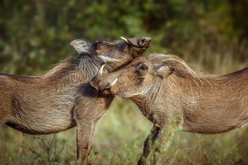 Two Common warthog portrait fighting face to face in greater Kruger National park, South Africa ;...