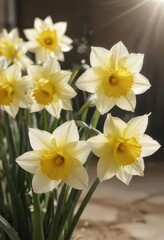 Fototapeta premium Close-up of delicate daffodil blossoms, sunlight illuminating petals , bloom, petal