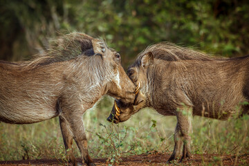 Two Common warthog portrait fighting face to face in greater Kruger National park, South Africa ;...