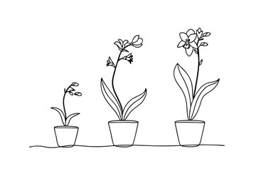 Line art illustration of orchids in pots representing the stages of growth