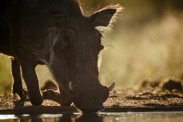 Common warthog portrait drinking in backlit in greater Kruger National park, South Africa ; Specie...