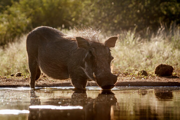 Common warthog drinking in waterhole front view backlit in greater Kruger National park, South Africa ; Specie Phacochoerus africanus family of Suidae