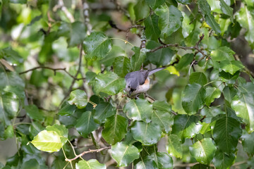 Tufted Titmouse (Baeolophus bicolor)on the garden. Small American songbird, is non-migratory and originally native to the Ohio and Mississippi River.