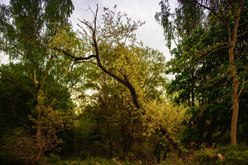 Bowed tree with yellow foliage in the green forest