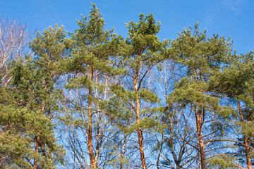 towering fir trees against a backdrop of blue sky. Long evergreen trees with bright green needles...