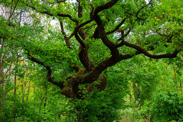 Big tree with many branches and bright green leaves