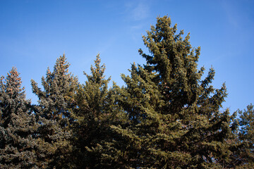 towering fir trees against a backdrop of blue sky. Long evergreen trees with bright green needles in good spring weather. Clean air, pleasant view. Natural background with copy space