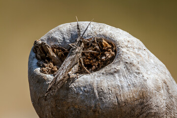 Grasshopper standing on a log in Greater Kruger National park, South Africa