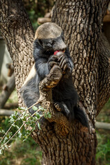 Honey badger eating fruit in a tree in Kruger National park, South Africa ; Specie Mellivora...