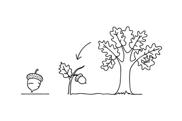 Oak tree life cycle illustrated in simple black outline from acorn to mature tree © Chaya