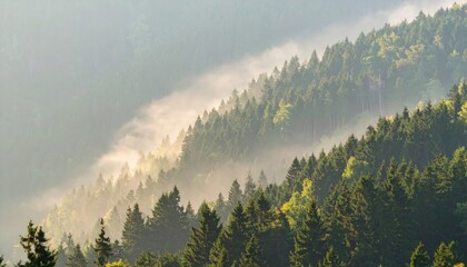 Misty forest landscape mountain range nature photography scenic view tranquil environment serene concept