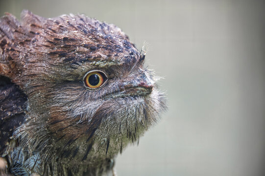 Profile of a Tawny frogmouth with his golden-yellow eye