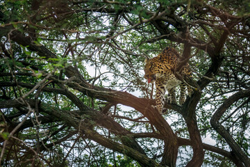 Leopard walking in a tree in Kruger national park, South Africa; specie Panthera pardus family of Felidae