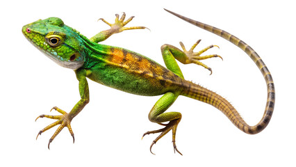 Fototapeta premium green lizard on a branch isolated on a white background. PNG Transparent file type with high definition quality Available.