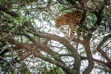 Leopard walking in a tree in Kruger national park, South Africa; specie Panthera pardus family of Felidae