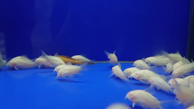 A group of albino corydoras fish in an aquarium sold at a fish shop