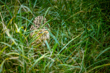 Serval walking in tall grass in Kruger national park, South Africa; specie Leptailurus serval family of felidae